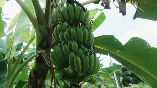 Plátanos que crecen en tierras de cultivo de plátanos. Con follaje de hojas verdes vibrantes. — Vídeos de Stock