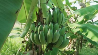 Muz çiftliği. Muz yetiştiren bir avuç yeşil. Organik gıda kavramı. Kocaman yeşil yapraklı muz ağaçları..