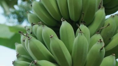 Yeşil muzun meyve sapı muz ağacında yetişir ve doğal olarak yetişir.