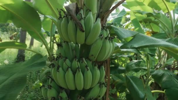 Manojos de plátanos verdes maduran en el árbol del plátano. — Vídeos de Stock