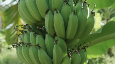 Ormandaki ağaçlarda yetişen bir avuç muz, doğal koşullarda. Muz yetiştiriyor. Tropik Yeşil Bahçede Yeşil Muz Ağacında Asılı Yeşil Muz Dalları. 