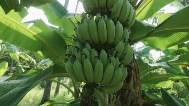 Muz çiftliği. Muz yetiştiren bir avuç yeşil. Organik gıda kavramı. Kocaman yeşil yapraklı muz ağaçları..