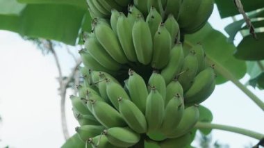 Muz çiftliği. Muz yetiştiren bir avuç yeşil. Organik gıda kavramı. Kocaman yeşil yapraklı muz ağaçları..