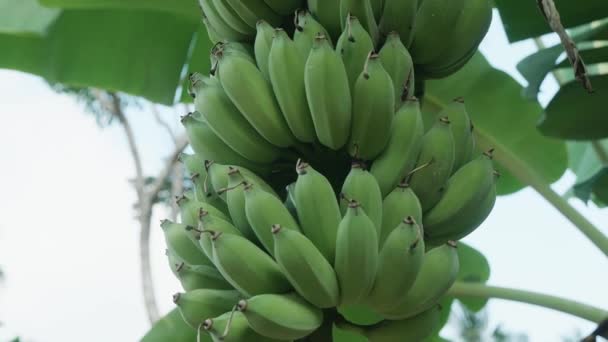 Bananplantage. Ett gäng gröna bananer. Begreppet ekologisk mat. Bananträd med stora gröna blad. — Stockvideo
