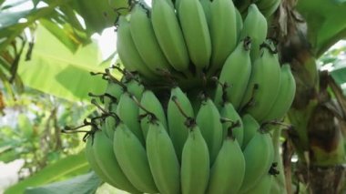 Muz çiftliği. Muz yetiştiren bir avuç yeşil. Organik gıda kavramı. Kocaman yeşil yapraklı muz ağaçları..