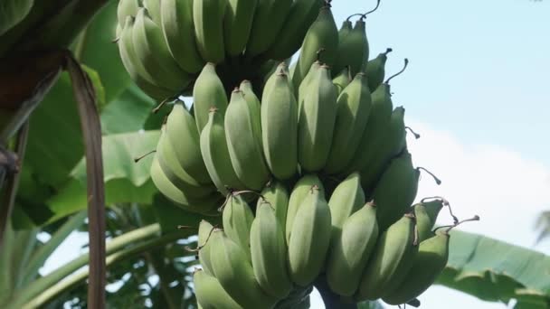 Bündel grüner Bananen reifen auf Bananenbäumen. — Stockvideo