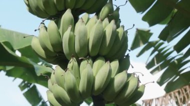 Muz çiftliği. Muz yetiştiren bir avuç yeşil. Organik gıda kavramı. Kocaman yeşil yapraklı muz ağaçları..