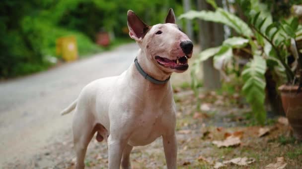 Cute White Bull Terrier Standing Outdoors Dog Breathing Heavily Wagging — Stockvideo