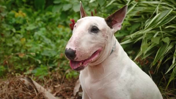 Close Cute White Bull Terrier Dog Sitting Outdoors — Stockvideo