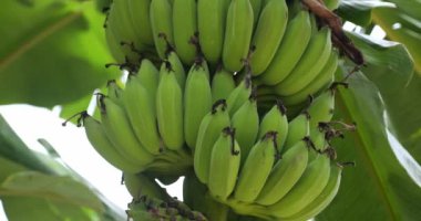 Ormandaki palmiye ağacında yetişen bir grup organik yeşil muz Asya tropikal bahçesinde doğal koşullarda sallanıyor.