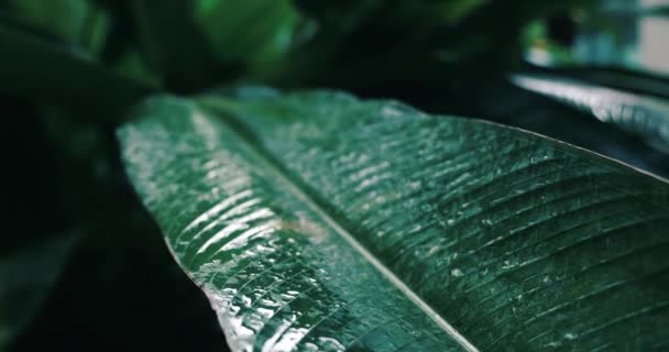 Close Tropical Exotic Green Leaf Banana Palm Rain Drops Rainforest — Stock Video