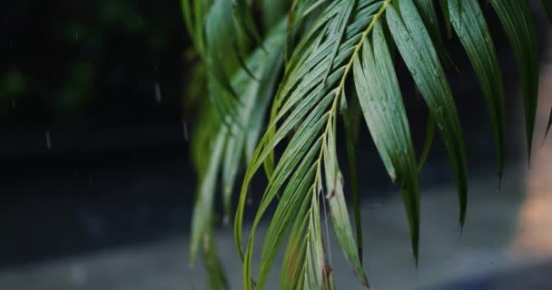 Regen Fällt Auf Palmblätter Regenwald Oder Tropischen Asiatischen Dschungel Dunkelgrünes — Stockvideo