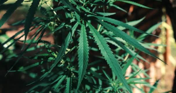 Cierre Hoja Marihuana Cultivo Plantas Cannabis — Vídeos de Stock