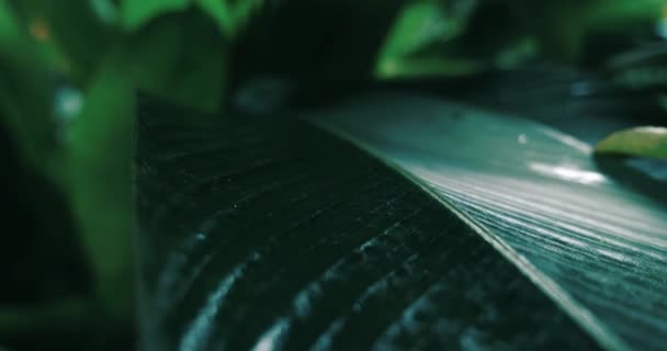 Steadicam Shot Folhas Palmeira Tropical Verde Escuro Com Gotas Chuva — Vídeo de Stock