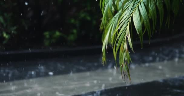 우림이나 아시아 밀림의 야자나무 내리는 어두운 자연의 장마철 — 비디오