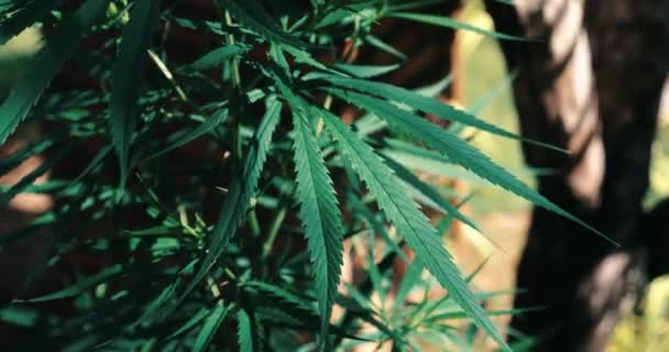 マリファナの葉を閉じてください 成長する大麻植物 — ストック動画