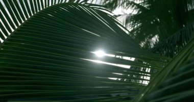 Güneş ışınları, tropik bakire doğasında rüzgarda hareket eden palmiye yapraklarından düşer. - Günaydın. Güneş ışığı. Doğadaki güzellik.