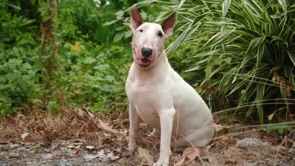 Leuke Witte Stier Terriër Die Buiten Zit Hond Ademt Zwaar — Stockvideo