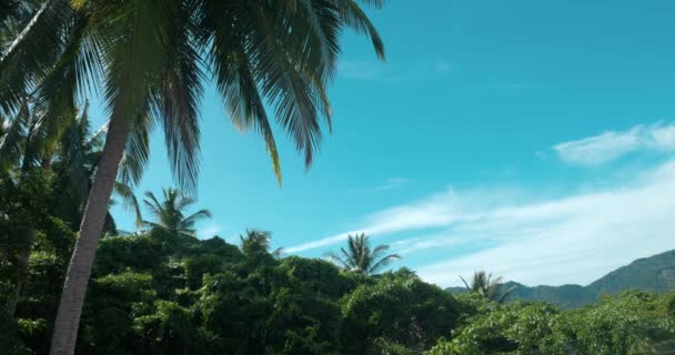Чудесний Азійський Тропічний Характер Зачаровує Величезні Гори Пальми Чисте Блакитне — стокове відео