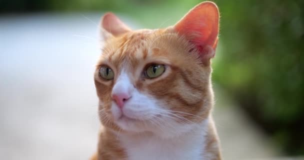 Nahaufnahme Einer Freundlichen Katze Die Sein Gesicht Und Seine Schnurrhaare — Stockvideo