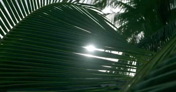 처녀적 에서바람에 야자나무 사이로 광선이 떨어지고 햇빛이요 아름다움 — 비디오