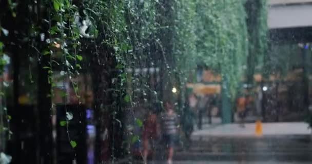 Vista Través Ramas Colgantes Árboles Gente Caminando Por Calle Durante — Vídeos de Stock