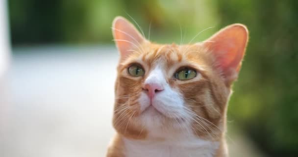 Close Friendly Feline Ginger Tabby Cat Licking His Face Whiskers — Stock Video