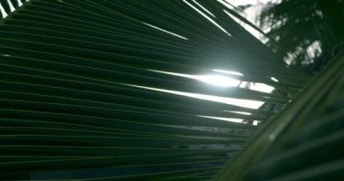 Güneş ışınları, tropik bakire doğasında rüzgarda hareket eden palmiye yapraklarından düşer. - Günaydın. Güneş ışığı. Doğadaki güzellik.