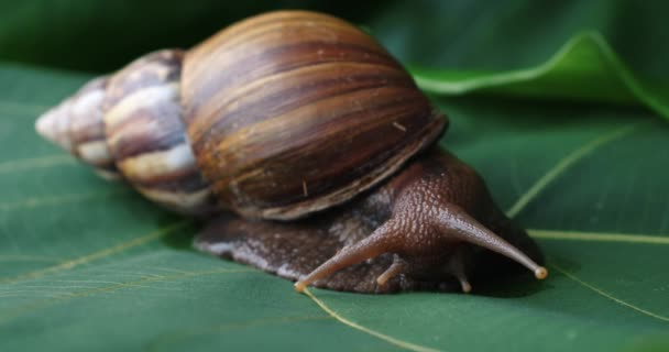 Eine Große Tropische Schnecke Sitzt Auf Einem Grünen Blatt Hochwertiges — Stockvideo