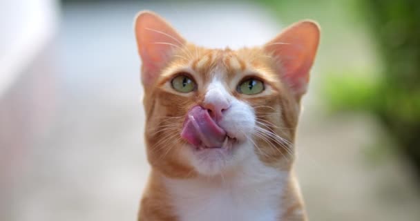 Kırpılmış Manzaralı Yeşil Gözlü Kırmızı Tüylü Kedicik Kameraya Bakıyor Diliyle — Stok video