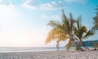 Beyaz kum ve kakao palmiyeli tropik cennet kumsalı geniş panorama arka plan konsepti, metin alanı kopyalama.