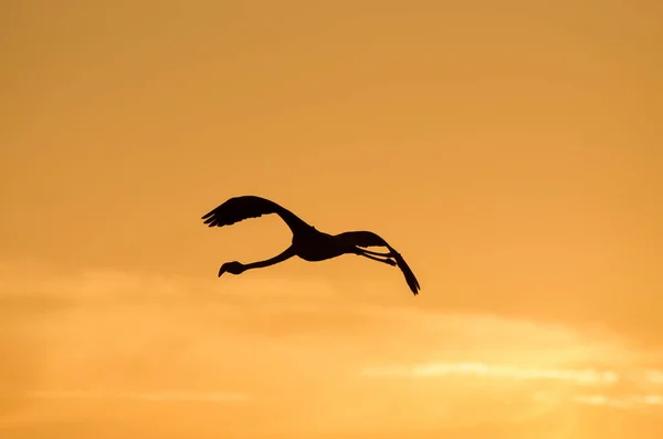 Como Los Dems Flamencos Son Aves Altas Esbeltas Con Patas — Photo