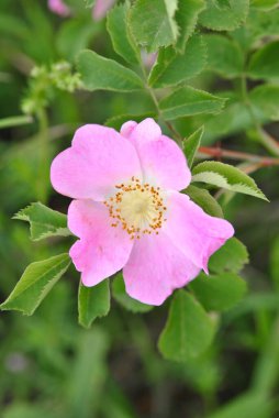 Yeşil Yapraklara karşı Pembe Köpek-Gül Çiçeği. Danimarka 'da Kusursuz Yapraklar ile Yaban Çiçeğinin Kapanışı (Rosa Canina). 