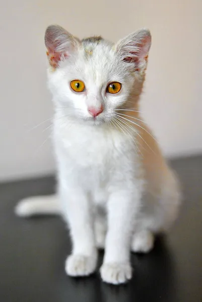 小さな白い子猫壁に黒い床の上にカメラを見て座っている コントラストの背景にヘイゼルの目を持つふわふわ猫 — ストック写真