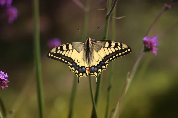 Swallowtail Butterfly Papilio Machaon Britannicus Wide Open Wings Purple Flowers — Stock Photo, Image