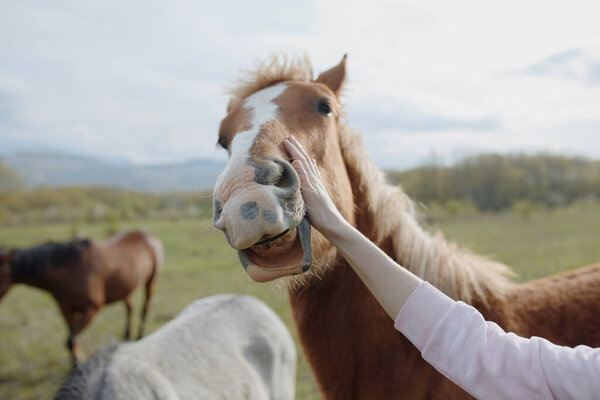 Horse in the field mammal nature animals mammals landscape