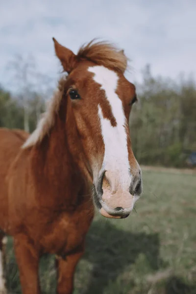 Nature mammal horse in the field landscape countryside — Foto Stock