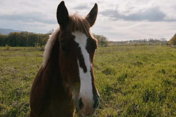 Természet táj ló a területen eszik fű állatok — Stock Fotó