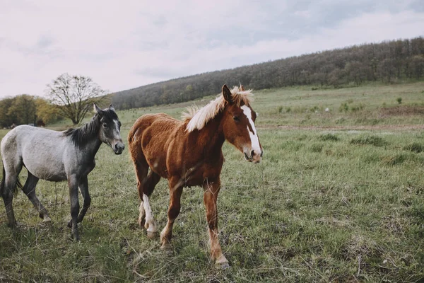 Natureza campos cavalos mamíferos animais paisagem inalterada — Fotografia de Stock