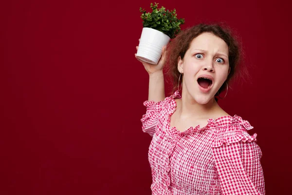 Young woman standin and holding flower in pot red background — 图库照片