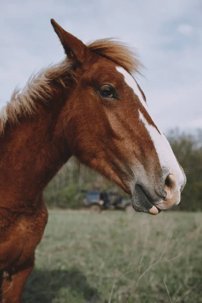 Beautiful horse in the field nature mammals landscape — Stock Photo, Image