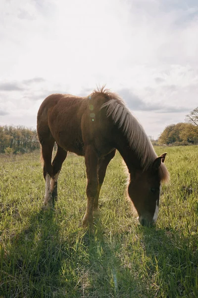 Nature landscape horse in the field eating grass animals — Stockfoto