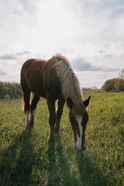 Horse in the field nature eating grass landscape — Stock Photo, Image