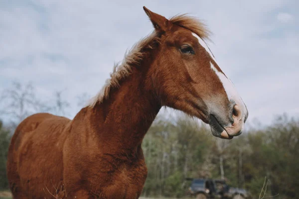 Horse in the field mammal nature animals mammals landscape — Stockfoto