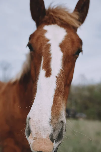 Beautiful horse in the field nature mammals landscape — Stock fotografie