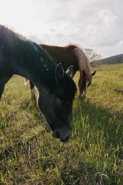At doğada çim yiyor. — Stok fotoğraf