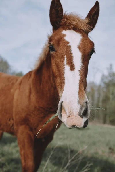 Nature fields horses mammal animals landscape unaltered — Stock Photo, Image