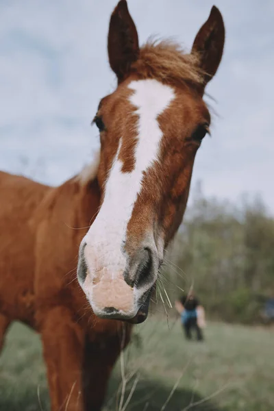 Herd of horses in the field nature mammals landscape animals — Stock Photo, Image