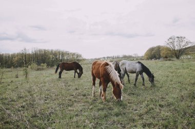 At dışarıda çimen yiyor kırsal alanda değişmeden