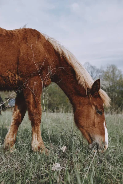 Pferd im Feld Natur Landschaft Reisen — Stockfoto